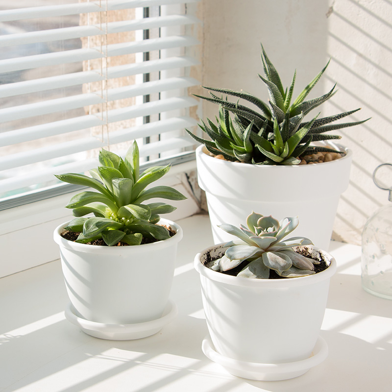 Three succulents on a window sill